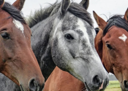 danske hesteracer