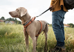 Hund med på ferie