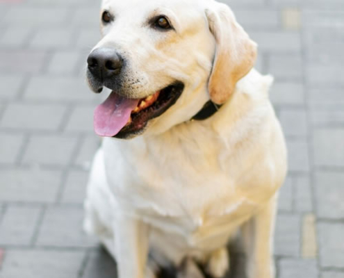 Labrador hunde