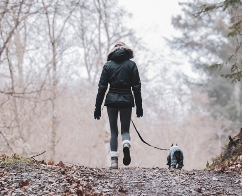 Hundeforsikringer